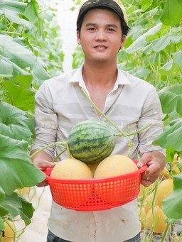 Chàng trai trồng dưa theo kiểu 'mắc võng', kiếm hàng chục triệu đồng/tháng