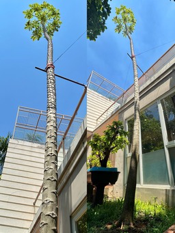 Chủ nhân cây đu đủ cao gần 12 m ở Phú Mỹ Hưng: Tiết lộ điều bất ngờ