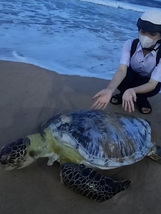 Nhóm học sinh ở Phú Yên giải cứu một con rùa biển 50 kg