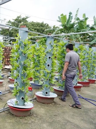 Trồng rau sạch trên ống nhựa thu hoạch mỗi ống từ 5 đến 10 kg rau