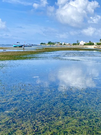 'Cánh đồng' rong hẹ dưới biển Lý Sơn khiến khách mê mẩn