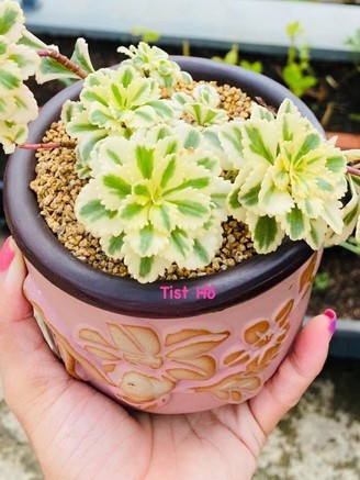 Nhiều người chi tiền triệu để mua sen đá sedum về trồng