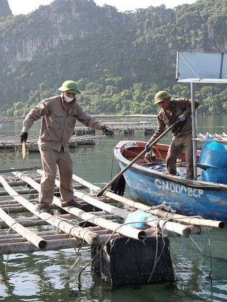 Quảng Ninh: Xử lý các hộ chống đối trên vịnh Bái Tử Long trong tháng 2