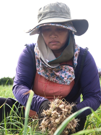 Quảng Ngãi: Tỏi mất mùa, nông dân Lý Sơn trắng tay
