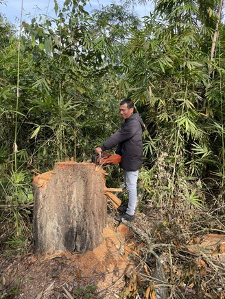 Lâm Đồng: Khởi tố, bắt giam nhiều bị can cưa hạ rừng trái phép