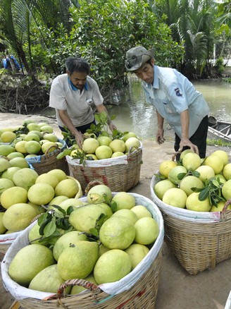 Quy hoạch cây, con 'chào thua' sản xuất tự phát