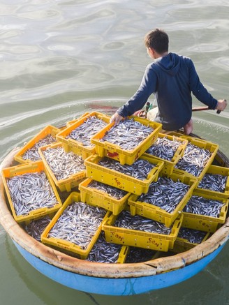 Cận cảnh chợ cá Châu Thuận Biển lúc mặt trời vừa lên