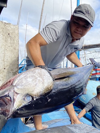 Khánh Hòa: Mãn nhãn cá ngừ đại dương tấp nập cập cảng cá Hòn Rớ