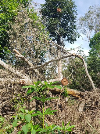 Đắk Nông: Phá rừng trái phép ‘nóng’ ngay những ngày đầu năm