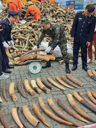 Bắt thêm lô ngà voi nhập lậu về Việt Nam giấu trong container sừng bò