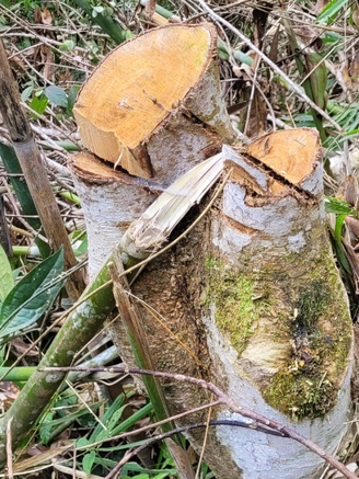 Thanh Hóa: Báo động tình trạng khai thác rừng trái phép ở H.Thường Xuân