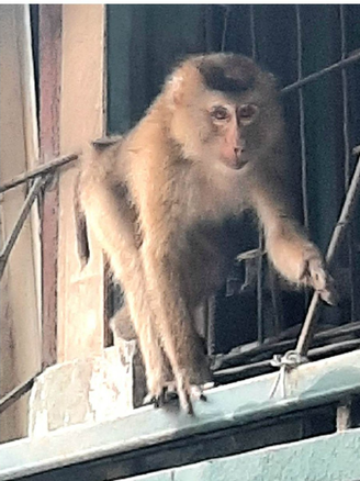 2 con khỉ hoang náo loạn khu dân cư Hà Nội