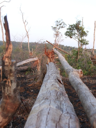 Lãnh đạo Đắk Nông kiểm tra khu vực chặt phá, đốt rừng mà Thanh Niên phản ánh