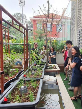 Độc đáo vườn cộng đồng ở TP.HCM, ai cũng có thể đến trồng cây, hái rau