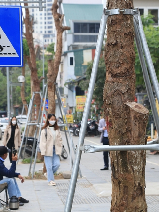 Hà Nội: Hàng loạt cây xanh chết khô trên đường 340 tỉ đồng vừa thông xe