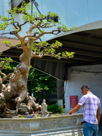 Chiêm ngưỡng hàng trăm cây bonsai ‘độc lạ’ dưới chân cầu sông Hàn