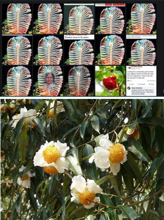 Thực hư về loài hoa hiếm ở dãy núi Himalaya 36 năm mới nở một lần