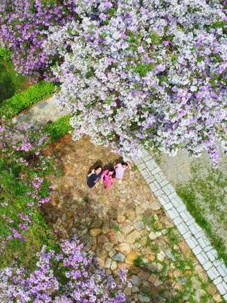 Sắc hoa nơi sơn tự