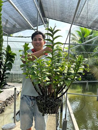Chàng trai trồng hoa lan doanh thu 100 triệu đồng/tháng