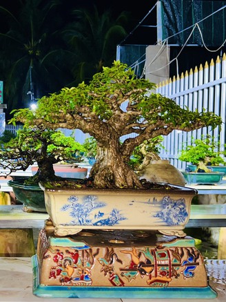 Chàng trai kiếm được từ 50 - 60 triệu đồng/tháng nhờ làm bonsai dáng đẹp
