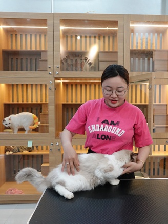 Cô gái gen Z dựng ‘khách sạn’ cho mèo, thu nhập hàng chục triệu đồng/tháng