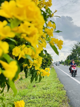 Đường hoa 400 cây hoàng yến nở rực rỡ thu hút bạn trẻ