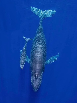 Hành trình 'săn' cá voi lưng gù của hai chàng trai Việt trên biển 'thiên đường'