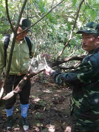 Đà Nẵng: Phát hiện hơn 700 bẫy thú chỉ trong 9 tháng ở bán đảo Sơn Trà