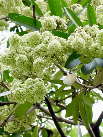 Trải nghiệm 'tour' mùa thu Hà Nội ngay tại TP.HCM