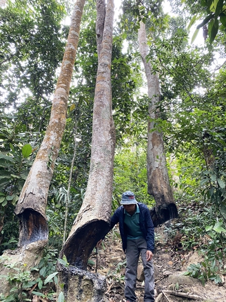 Từ cánh rừng mãnh hỏa du trăm tuổi