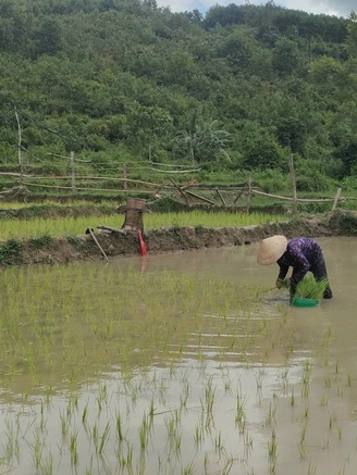 'No cái bụng' nhờ cánh đồng thanh niên