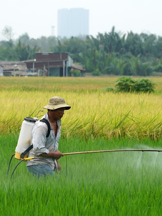 Người dân TP.HCM tất bật gặt lúa chín vàng dưới 'bóng' cao ốc hiện đại