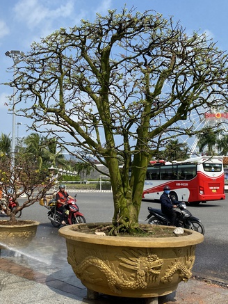 Cây mai hơn 100 năm tuổi... hạ sơn, ai cũng trầm trồ