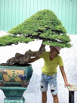 Chi tiền triệu mua bonsai me dáng 'độc lạ' chơi tết, mong tài lộc vào nhà