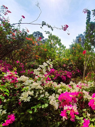 Khu vườn 500 gốc hoa giấy, đa dạng màu sắc cho khách chụp hình miễn phí