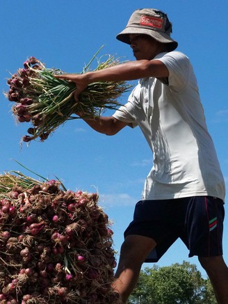 Hành tím Vĩnh Châu thu hoạch rộ, nông dân mừng vì trúng mùa