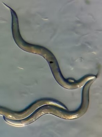 'Siêu sâu' xuất hiện ở vùng đất thảm họa hạt nhân Chernobyl?