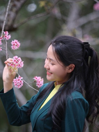 Mai anh đào Đà Lạt đẹp ngỡ ngàng cuối tháng tư ở ngôi trường phố núi