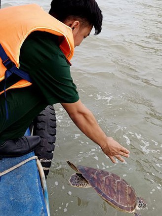 Kiên Giang: Người thu mua hải sản giao nộp rùa biển nặng 8 kg