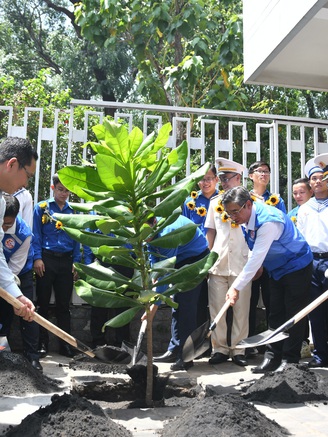 Trồng cây bàng vuông giữa lòng TP.HCM