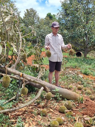 Gia Lai: Nhiều diện tích sầu riêng bị gãy đổ, rụng quả do giông lốc