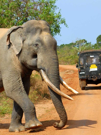 Những địa điểm 'dễ ghiền' khi du lịch tại Sri Lanka