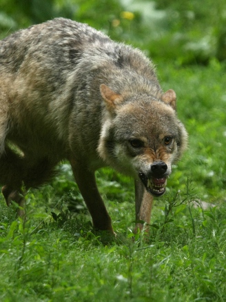 Một phụ nữ bị 3 con sói ở sở thú Pháp tấn công