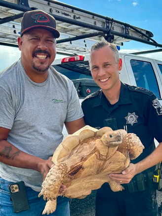 Cuộc đào thoát bất thành của một con rùa sa mạc