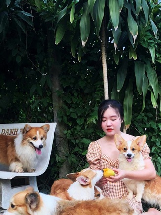 Nuôi chó Corgi, cô gái có doanh thu mỗi tháng hơn 100 triệu đồng