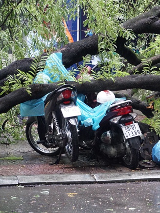 Hình ảnh cây me bật gốc đè nhiều xe máy ở trung tâm TP.HCM vào trưa nay