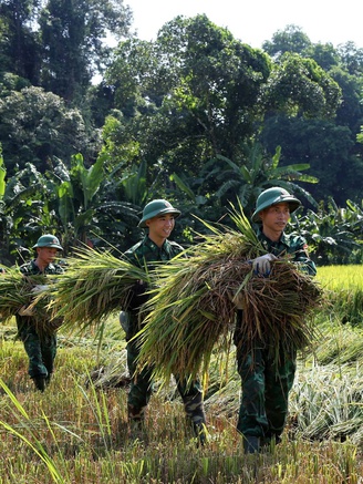 Siêu bão Yagi: Bộ đội gặt lúa chạy bão giúp dân