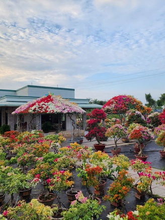 Kiểng tết độc lạ miền Tây: Cây dù mái Thái bằng bông giấy, giá 60 triệu đồng