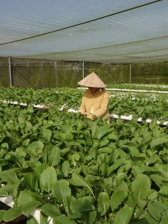 Nữ y sĩ đầu tư 1 tỉ đồng mở rộng 2.000 mét vuông đất trồng rau…