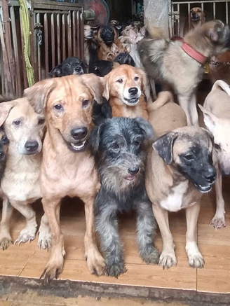 Thực trạng buồn của việc nuôi thú cưng theo trào lưu